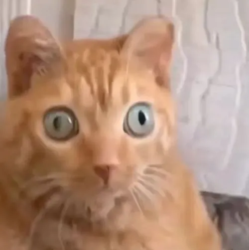 Meme mèo hoảng sợ gắn đôi mắt trợn lớn như thấy điều kinh hoàng