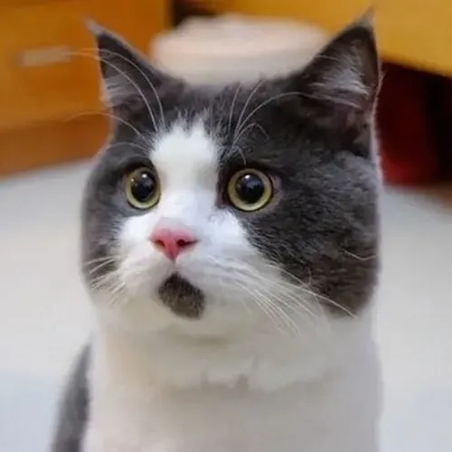 Meme mèo giật mình cho khoảnh khắc bị gọi bất ngờ