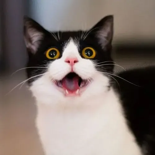Ảnh troll mèo thét nhẹ nêu gương mặt mở miệng hoảng loạn