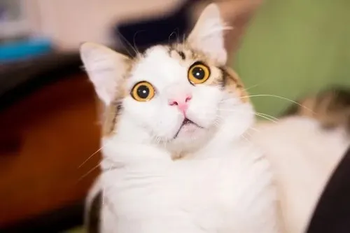 Meme mèo hoảng sợ phô bộ lông dựng đứng vì cú dọa lớn