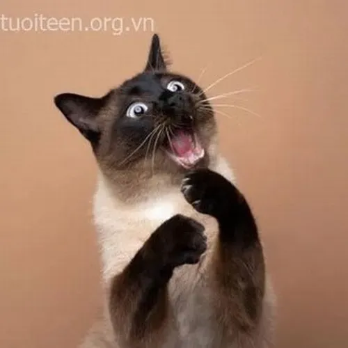 Ảnh hài mèo giật mình khơi dáng dựng người vội vã