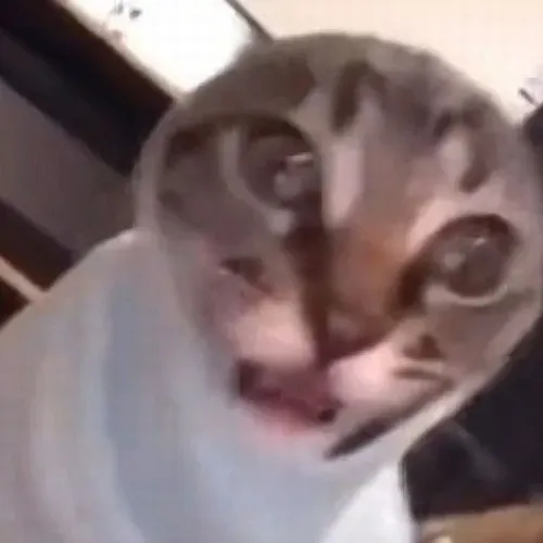 Ảnh troll mèo choáng diễn biểu cảm lùi lại cảnh giác