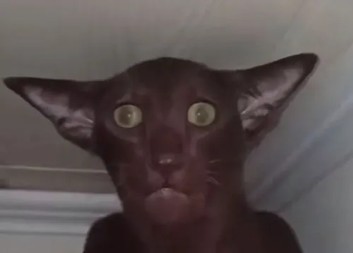 Ảnh chế mèo tái mặt mô tả dáng lùi mạnh vì quá sợ