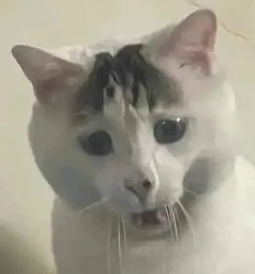 Ảnh chế mèo tá hỏa diễn khoảnh khắc bật ngược ra sau