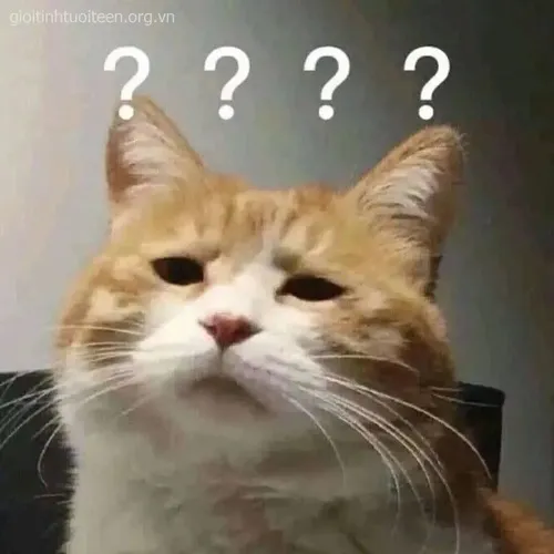 Meme mèo hoảng hốt mô tả ria rung vì bất ngờ