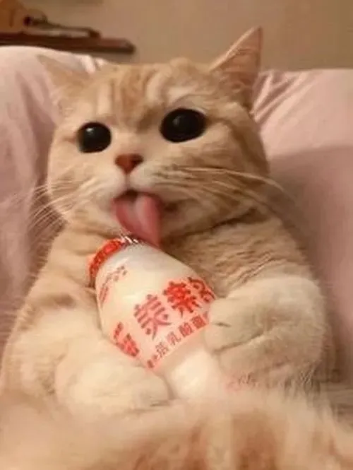 Ảnh hài mèo nói lên nét thuộc miệng khi lưỡi ló tinh nghịch