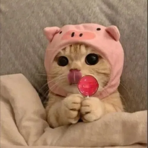 Meme hài miu cho thấy dáng khám phá khi thử liếm không khí