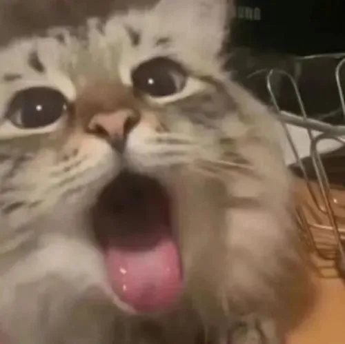 47 ảnh Meme Mèo Lè Lưỡi Liếm với biểu cảm thèm thuồng ham muốn hài hước