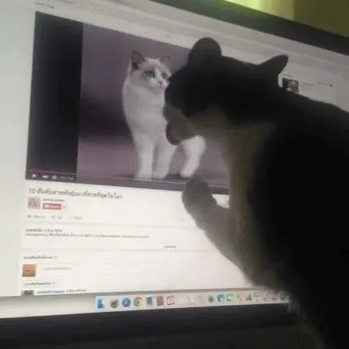 Ảnh chế miu liên hệ mèo liếm trong dáng tinh nghịch