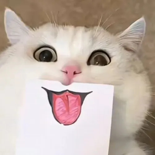 Meme mèo gắn với khoảnh khắc tinh nghịch lè lưỡi trêu nhẹ