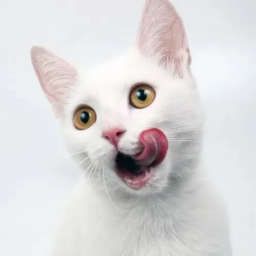 Ảnh troll hoàng thượng xoay quanh nét dễ thương pha tặc lưỡi