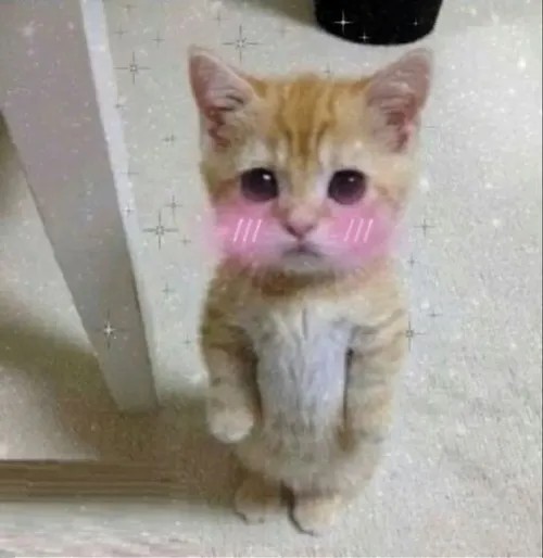 Ảnh troll thú cưng khai thác tai mèo cụp tạo vibe lấp lửng