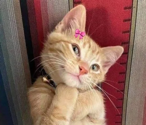 Meme mèo con ngại ngùng hợp vibe khi muốn trốn cảm xúc