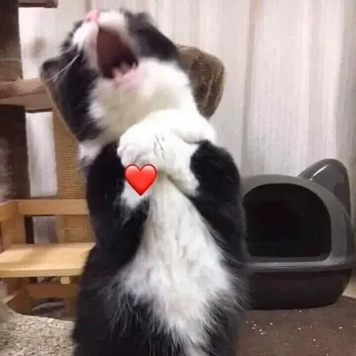 Meme hài bé mèo dựa tư thế co chân tạo vibe mắc cỡ