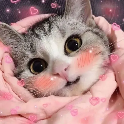 Ảnh hài mèo ngại ngùng để gửi lúc lúng túng không nói nổi