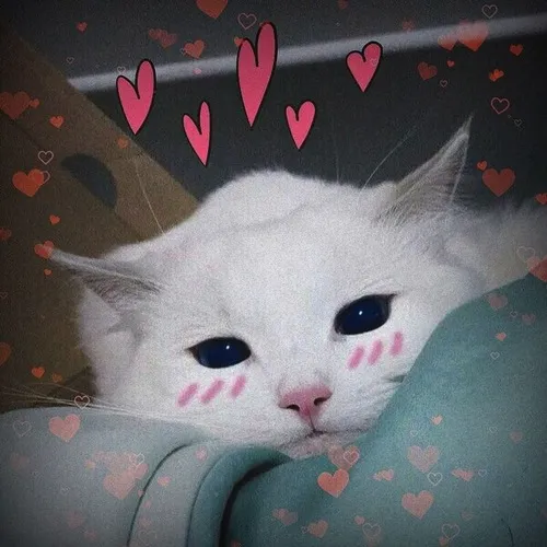 Meme mèo ngại chuẩn mood né tránh lời tỏ tình