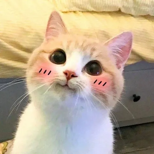 55 Meme Mèo Ngại Ngùng đỏ mặt e thẹn cảm giác rụt rè khép nép dễ thương