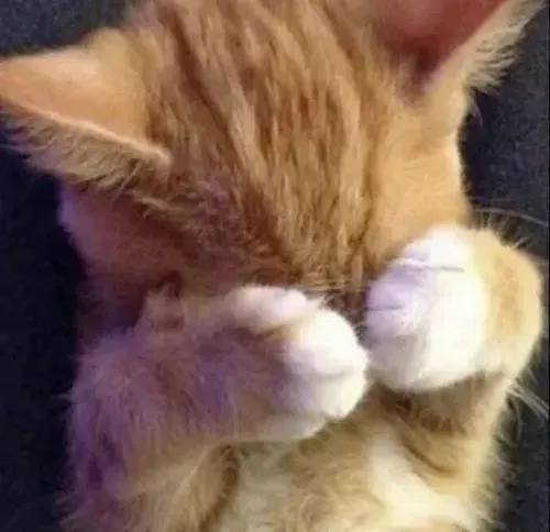 Khoảnh khắc mèo vui thể hiện chân co lại trong góc phòng