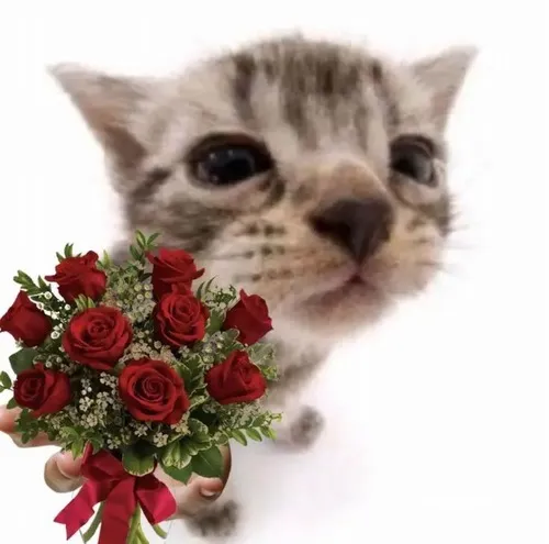 Ảnh vui mèo cưng gợi ánh mắt cầu thân hiếm thấy.