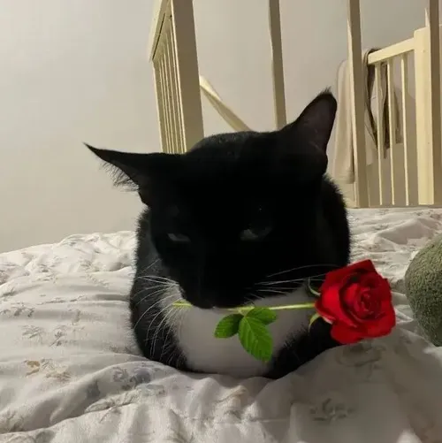 Ảnh chế mèo cưng cho thấy sự lanh lợi đáng yêu.