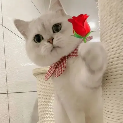 Meme mèo dùng chi tiết lông mềm để tăng sự cưng.