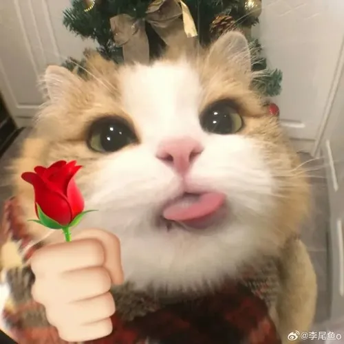 Ảnh chế mèo cưng tạo cảm giác dịu trong phòng.