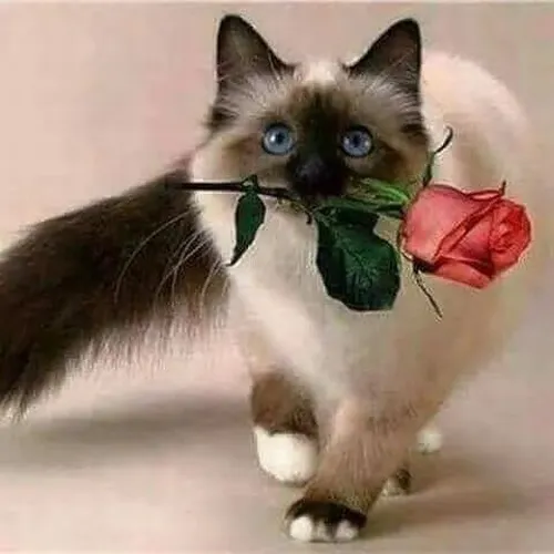 Ảnh vui boss nhỏ tạo vibe thân thiện trong chat.