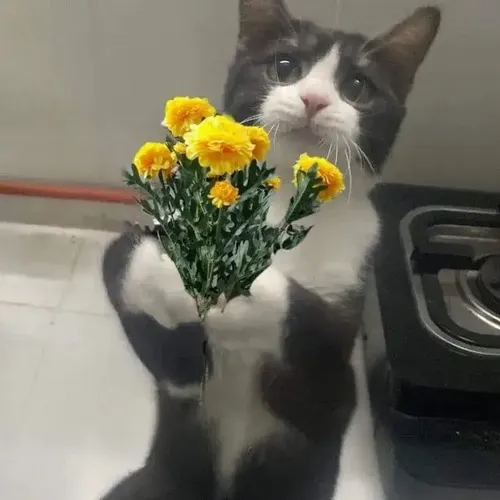 Ảnh chế mèo cưng phù hợp lời chúc ấm áp.