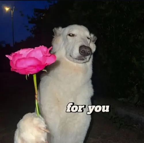 Meme mèo bật lên sự tinh nghịch xen chút ngại.