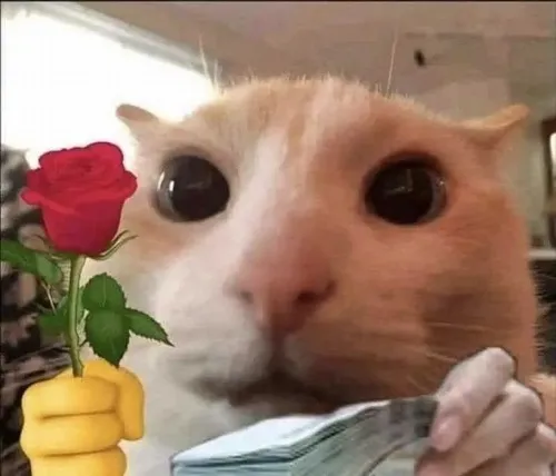 Ảnh troll bé mèo gợi khoảnh khắc mềm lòng nhẹ.