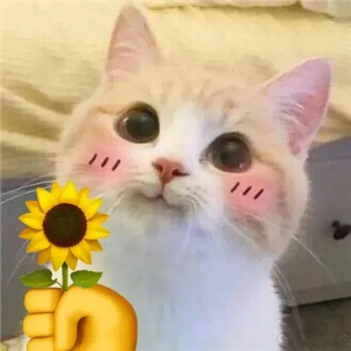 Ảnh troll bé mèo mang vẻ dịu dàng khó tả.