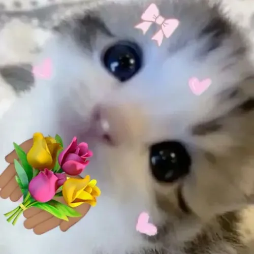 Meme mèo liên kết ánh nhìn ngại ngùng cùng hoa đỏ.