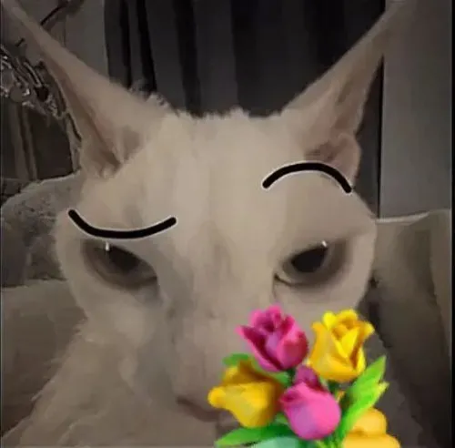Ảnh troll bé mèo bật vibe thân thiện bằng bó hoa.