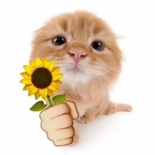 Ảnh chế mèo cưng hiện rõ tai cụp và cánh hoa đỏ.