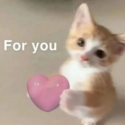 Khoảnh khắc mèo ôm bó hoa đỏ khiến ai nhìn cũng mềm lòng