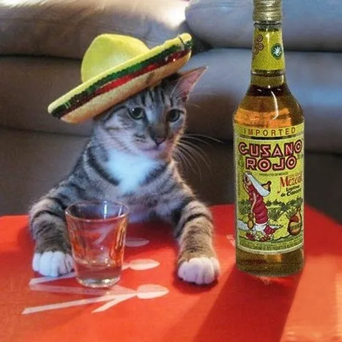 Khoảnh khắc mèo chếnh choáng hòa cùng dáng nằm nghiêng cạnh lon