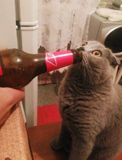 Hình troll mèo chếnh choáng đung đưa tay đặt lên lon