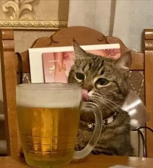 Ảnh troll mèo ngà ngà thở nhẹ men nồng lên không khí