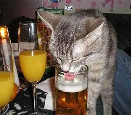 Hình meme hài mèo béo quán xóm nép bên hơi cay dìu dịu