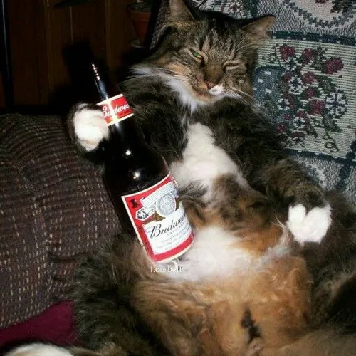 Hình chế meme vui mèo lim dim hòa cùng bàn tròn và tiếng bạn nhậu