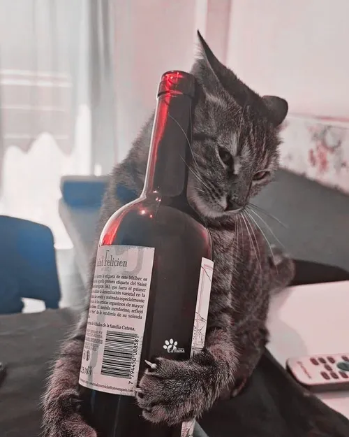 Bộ meme mèo uống bia khi cơn say kéo đến bất ngờ