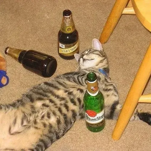 Khoảnh khắc mèo lắc lư gom đủ giọng lè nhè và hơi men cay