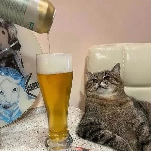 Khoảnh khắc mèo béo quán xóm lim dim bên chén chú chén anh