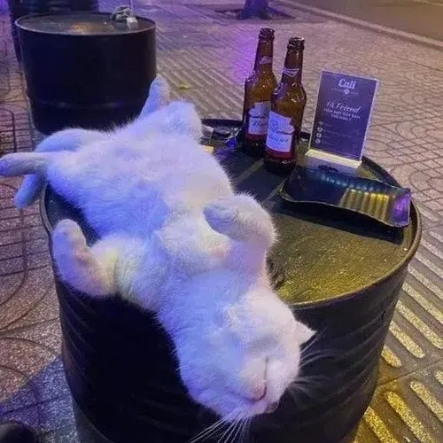 Bộ meme mèo uống bia dùng khi thấy mình lắc lư theo hơi men