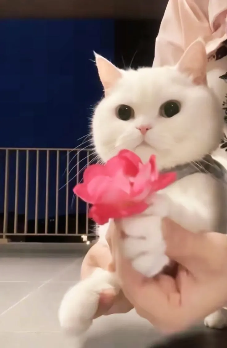 Khoảnh khắc mèo ngơ thể hiện chân ngắn và mũi hồng xinh xắn