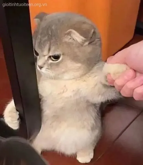 Ảnh troll mèo lườm khẽ mô tả ánh mắt nheo sắc cực châm biếm