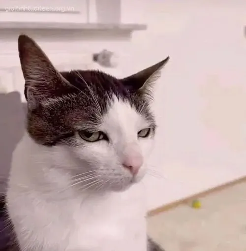 Ảnh vui mèo nhìn lệch mô tả lông cổ dựng nhẹ khi nghe tin lạ
