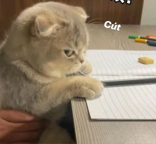 Meme chế mèo đá mắt mô phỏng tai vểnh khi cảm xúc trở nên lạ