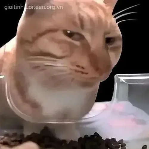 Ảnh chế mèo nguýt mô tả biểu cảm nén lại trong từng nhịp nhìn