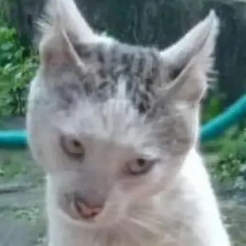 Ảnh vui biểu cảm liếc mô phỏng cảm giác dè chừng lan khắp gương mặt